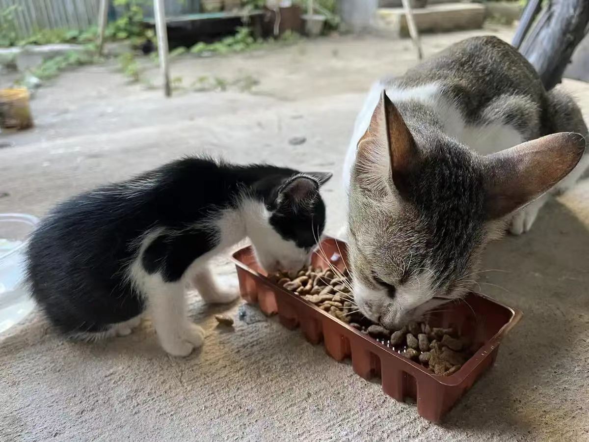 流浪猫喂食活动
