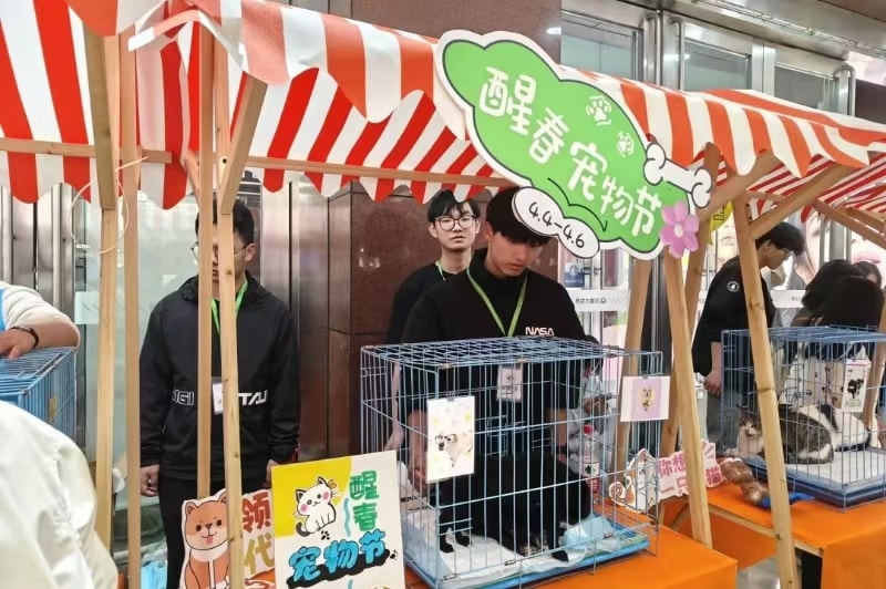 宠物领养日活动