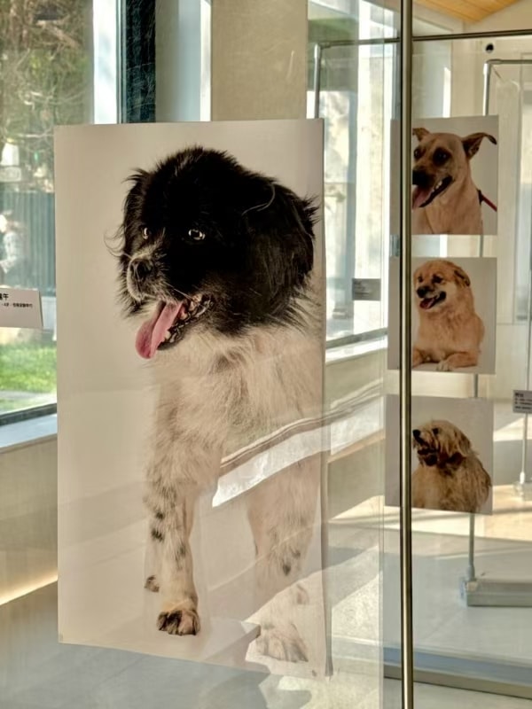 流浪动物摄影活动