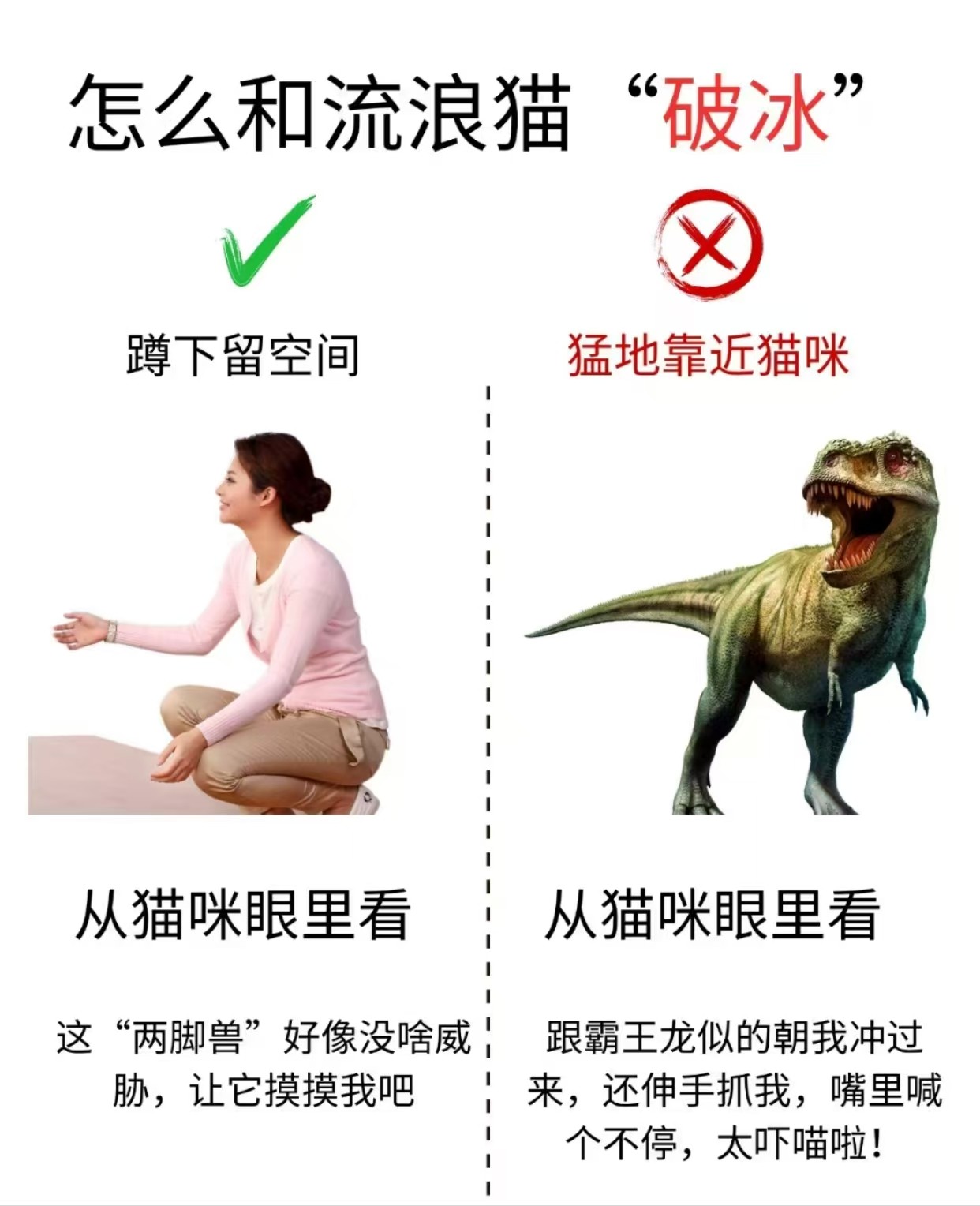 如何安全地接近流浪动物