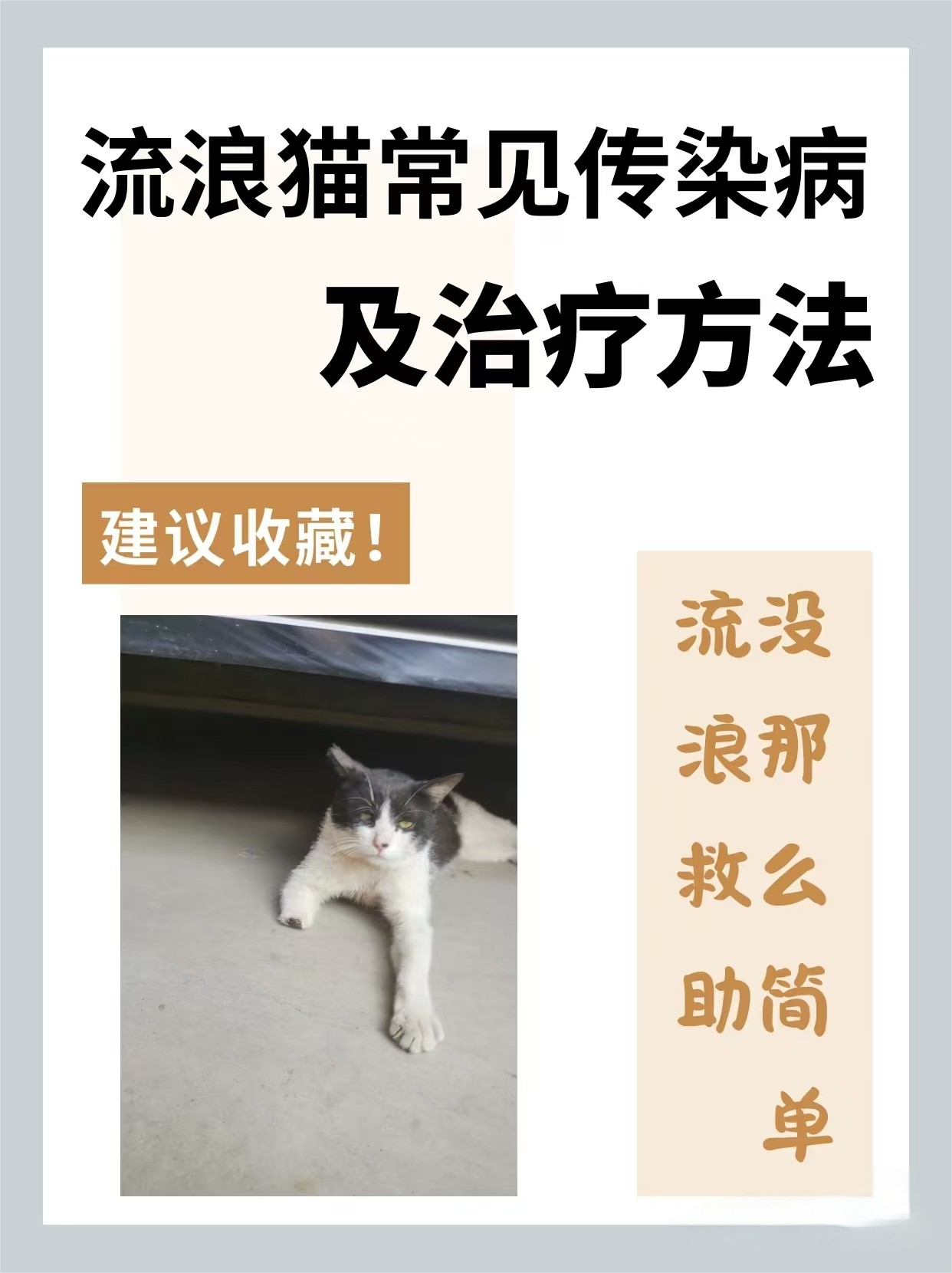 流浪猫常见疾病及处理