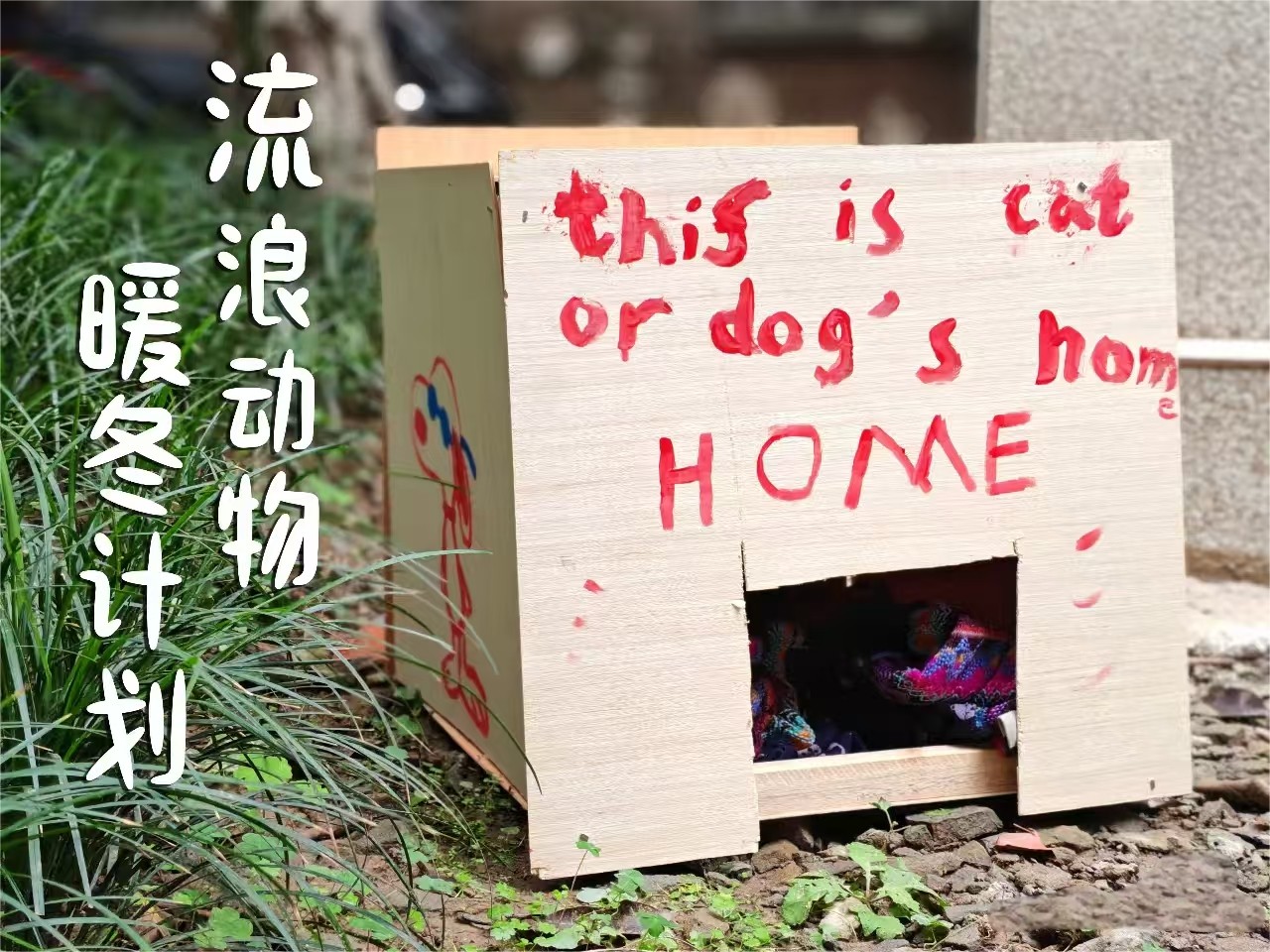 冬季如何为流浪动物提供庇护